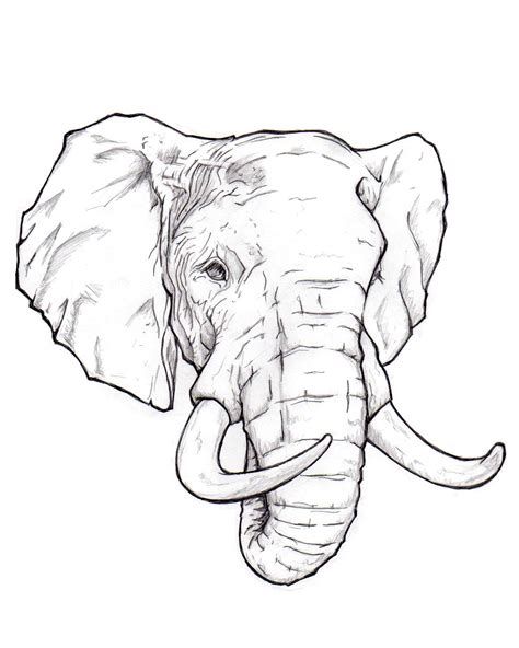 Elefanten Skizze Elefant Zeichnung Tattoo Elefanten