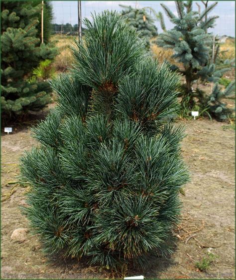 Plant Gallery Encyklopedia Roślin Pinus Cembra Glauca Sosna