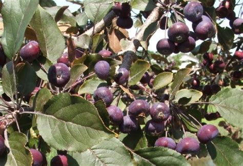 This section includes both edible crabapple trees and ornamental flowering crabs. Crabapple Thunderchild (Malus 'Thunderchild')