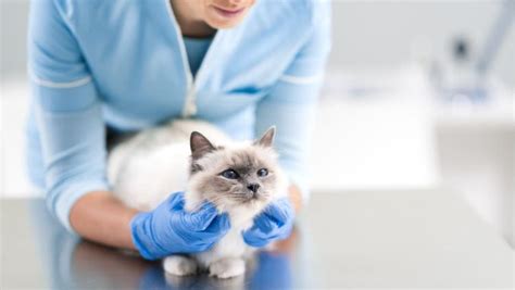 What You Should Know About Cat Health Insurance