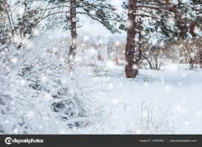Frosty Winter Landscape In Snowy Forest Pine Branches Covered With