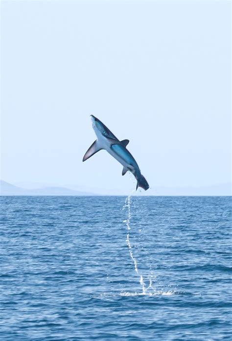 مصور يوثق رشاقة سمكة قرش عملاقة لحظة قفزها خارج المياه Cnn Arabic