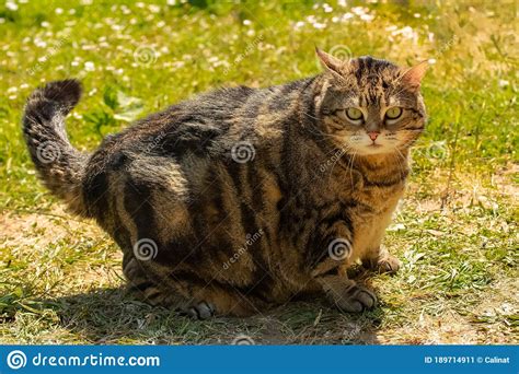 A Fat Cat Funny Animal Stock Image Image Of Flowers 189714911