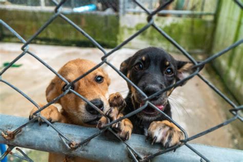 Cachorros Y Perros De Refugio ¿cómo Es Su Crianza Mis Animales