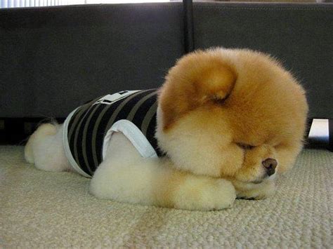 Tatlış Mı Tatlış Köpek Cinsi Pomeranian Boo Hakkında Bilmeniz Gereken 9 Şey