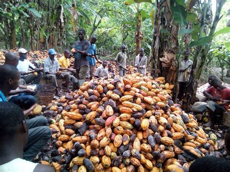 Child Slavery In West Africa Understanding Cocoa Farming Is Key To