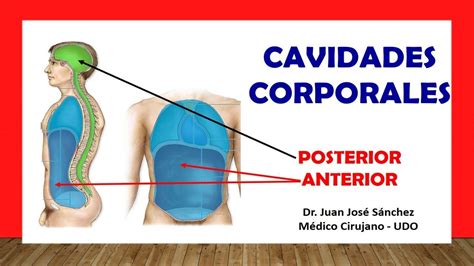 🥇 Cavidades Corporales En AnatomÍa Subdivisiones Fácil Rápido Y