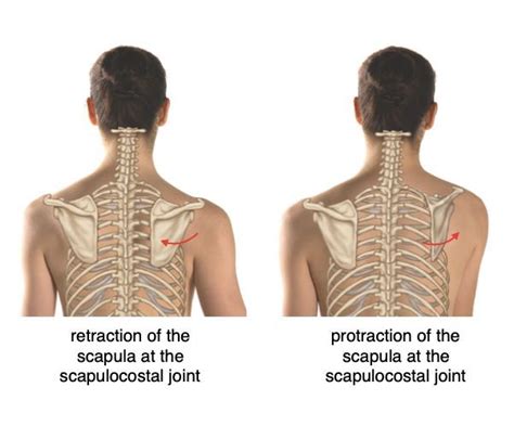 Scapular Actions Retraction And Protraction ♦ Retraction When The