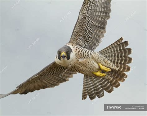 Grey Peregrine Falcon Flying With Wings Outstretched In Blue Sky Close