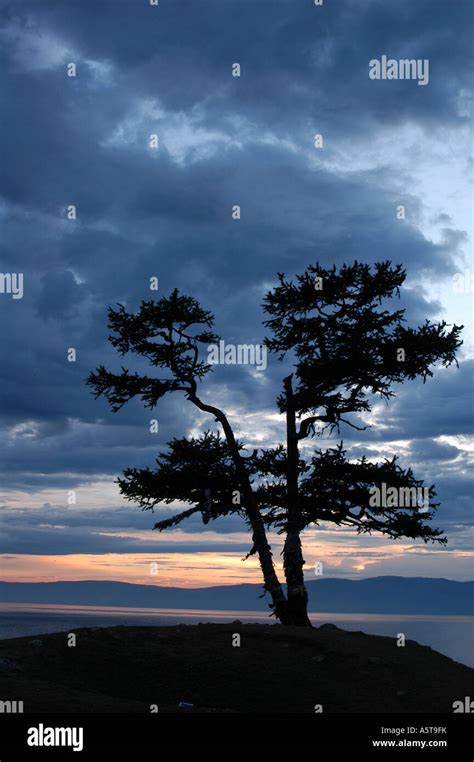 Sacred Larch Tree At Burkhan Cape On Olkhon Island On Lake Baikal In