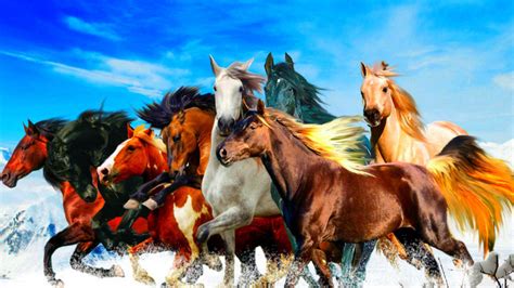 beautiful horses   colors blue sky hd wallpaper wallpaperscom