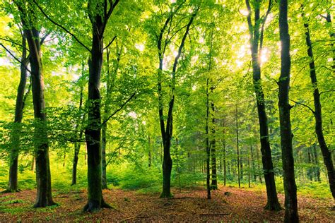 Free Beech Tree Forest Natural Stock Photo