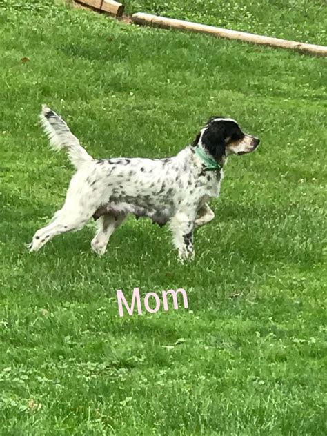 English Setter For Sale In West Virginia 1 Petzlover