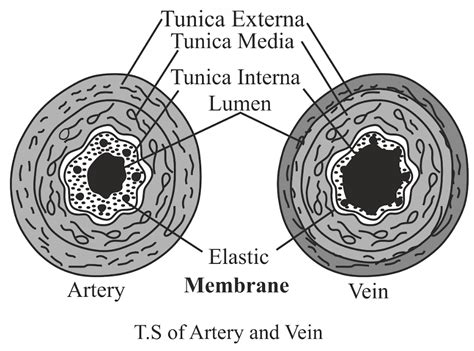 Draw Neat Labelled Diagrams Of The Transverse Sections Of A Vein And An