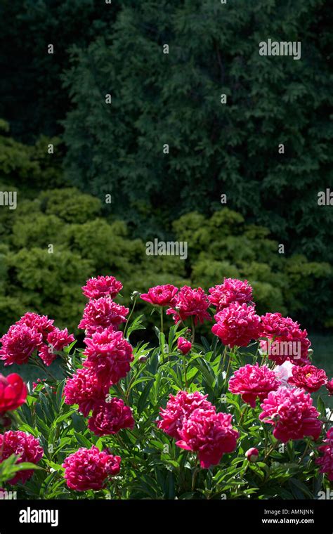 Pink Herbaceous Peonies Stock Photo Alamy