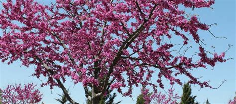 The vitex, also known as chaste tree is a deciduous shrub or small tree that is widely used in north texas. Texas Native Trees: Species That Thrive In Our Climate ...