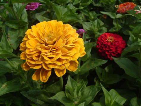 Free Photo Zinnia Elegans Bspo06 Flower Garden Free Download