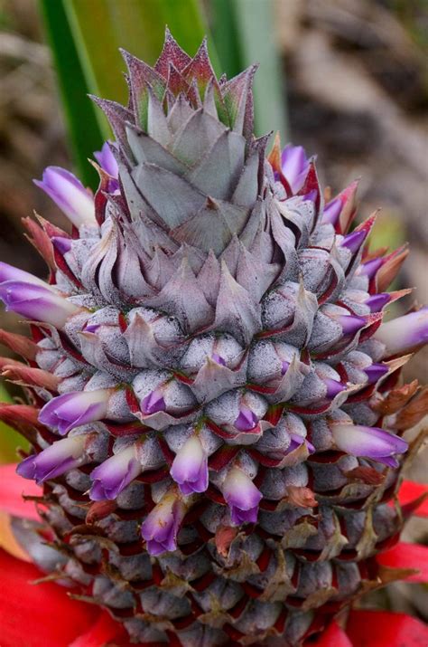 Pineapple Flower Purple Rainforest Healing Center