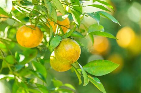 Orange Plantation Garden Orange Orchard In Northern Thailand Stock