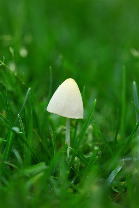Conocybe Lactea White Dunce Cap Common Mushroom By D Sharon Pruitt