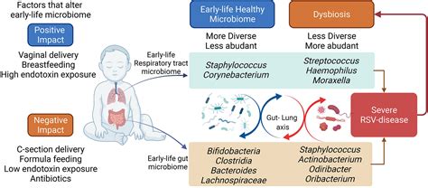 Frontiers Early Life Lung And Gut Microbiota Development And