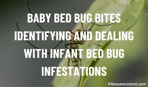 Baby Bed Bug Bites Identifying And Dealing With Infant Bed Bug