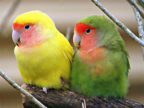 Lovebirds cafe & bakery 921 e. The Colour of Love | Two Peach-faced Lovebirds Lovebirds ...