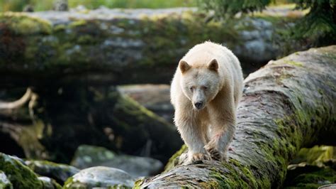 Discover The Haunting Beauty Of Bcs Spirit Bears Great Bear Rainforest
