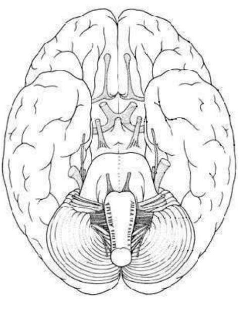 Neuroanatomia Desenhos Para Estudar Anatomia Cl Nica The Best Porn