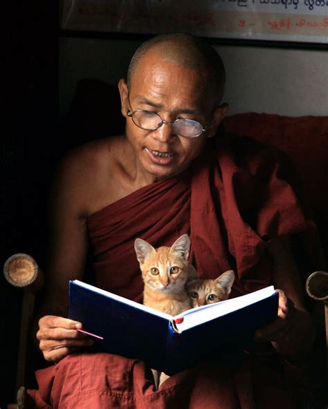 The Buddhism Secrets Of Cats And Kittens Alan Peto