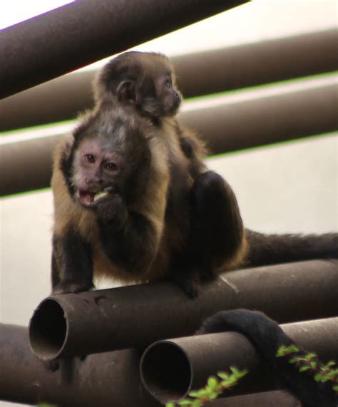 The Golden Bellied Capuchin Zoochat