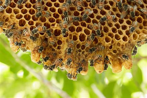 Bee Hives In Trees Stock Photos Pictures And Royalty Free Images Istock
