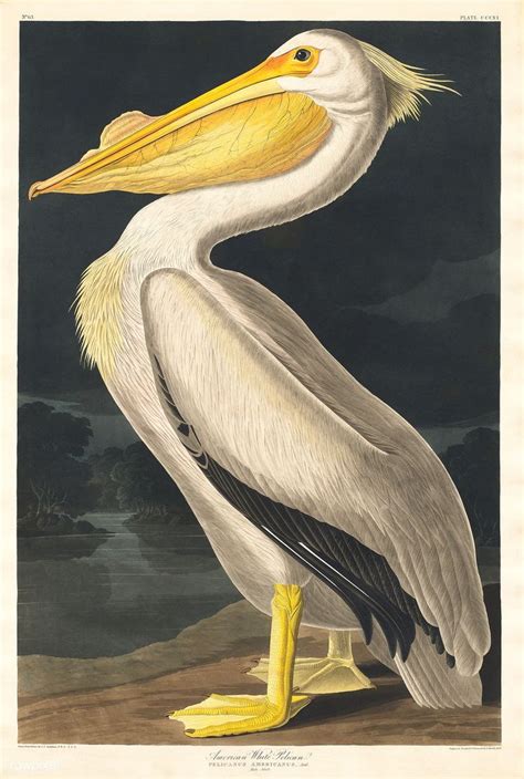 American White Pelican From Birds Of America 1827 By John James Audubon 1785 1851 Etched