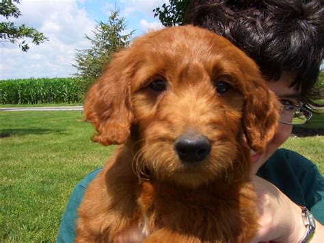 Irish setter, golden retriever and poodle. ♥D♥ 669 IRISH DOODLE SETTER PUPPY | Irish setter, Poodle mix