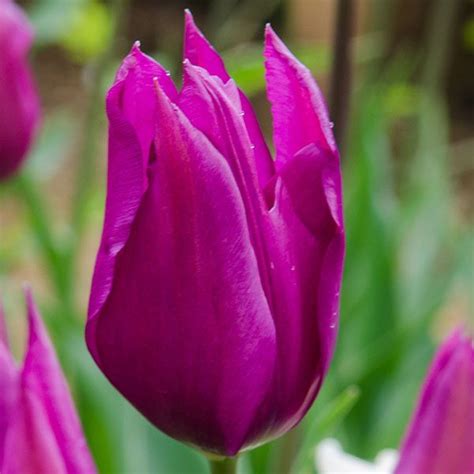 Tulipa Purple Dream Pheasant Acre Plants