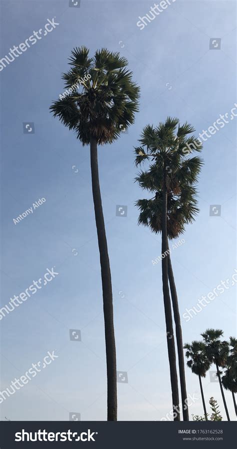 Indian Palm Tree Sky Background Stock Photo 1763162528 Shutterstock
