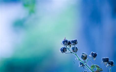 wallpaper depth of field water nature branch green blossom blue flowers dew leaf