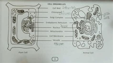 Found in skeletal muscles at junction of muscle fibres with tendon. Difference between plant and animal cell (Hindi) | Class 9 ...