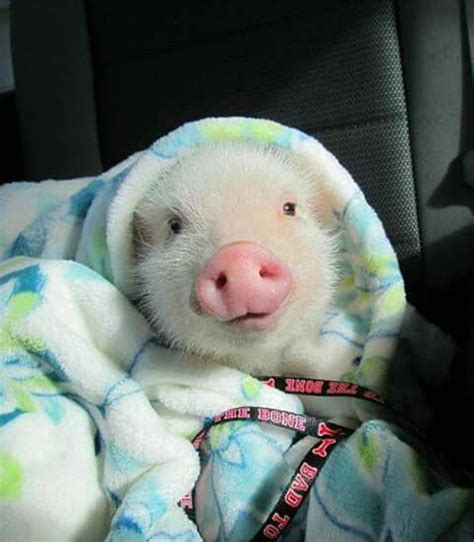 Piggy Oink Oink Wrapped Up In Blankie Cute Animals Cute Baby Pigs