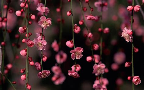 Wallpaper Flowers Red Branch Cherry Blossom Pink Spring Leaf