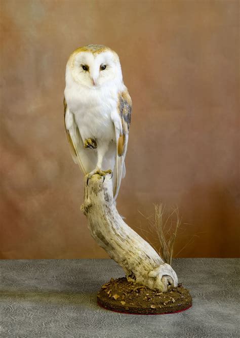 Taxidermy Barn Owl Artofit