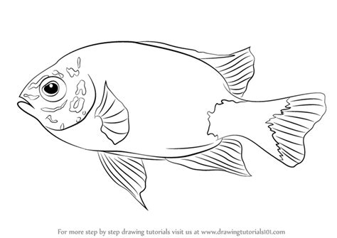 Learn how to draw a fish using simple basic shapes like a triangle and some circles. Learn How to Draw a Damselfish (Fishes) Step by Step ...