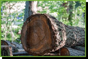 Expect quality and professional services in every job we perform. Contact Noel's Tree Service | Kanawha & Putnam Counties, WV