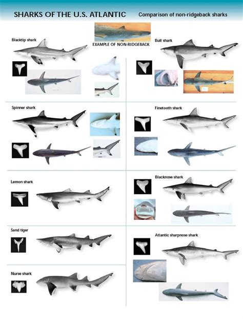 Shark Identification Chart Us Atlantic