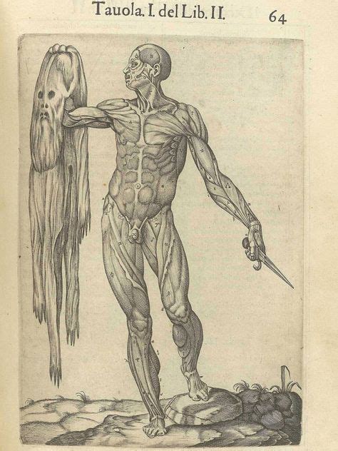 39 Andreas Vesalius Ideas Andreas Vesalius Anatomy Medical Illustration