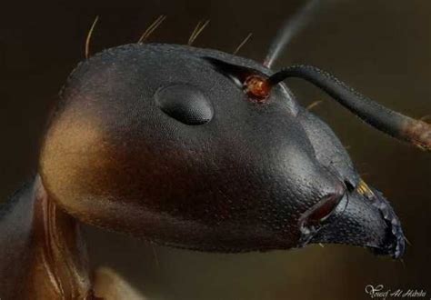 29 Extreme Close Up Photographs Of Ants 29 Photos