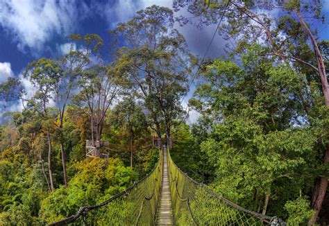 Canopy Walk Visit My Borneo