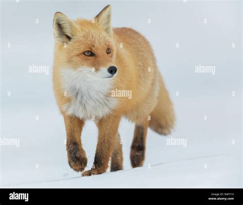 Ezo Red Fox Or Ulpes Vulpes Schrencki Or Kkitakitsune In Hokkaido Japan