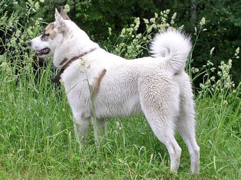 Russian Dog Breeds Top Breeds That Will Impress You Dog Blog