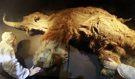 Extinct Woolly Mammoth To Be Resurrected In 2 Years By Harvard
